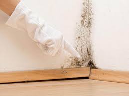 Reliable Forest Park, IL Mold Prevention & Removal  Solutions